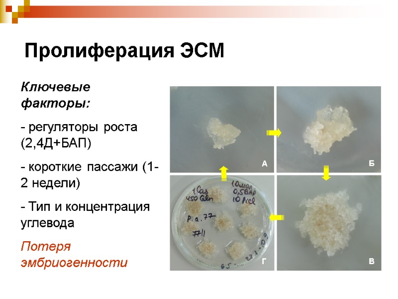 Пролиферация ЭСМ Ключевые факторы: - регуляторы роста (2,4Д+БАП) - короткие пассажи (1-2 недели) -
